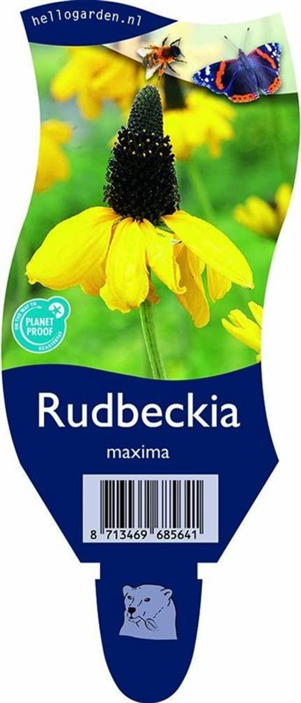 Rudbeckia maxima - P11